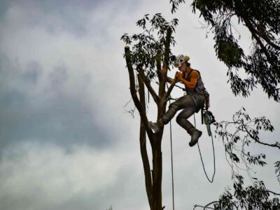 Tree surgeon services Fakesville