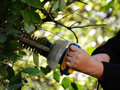 Fakesville hedge maintenance services