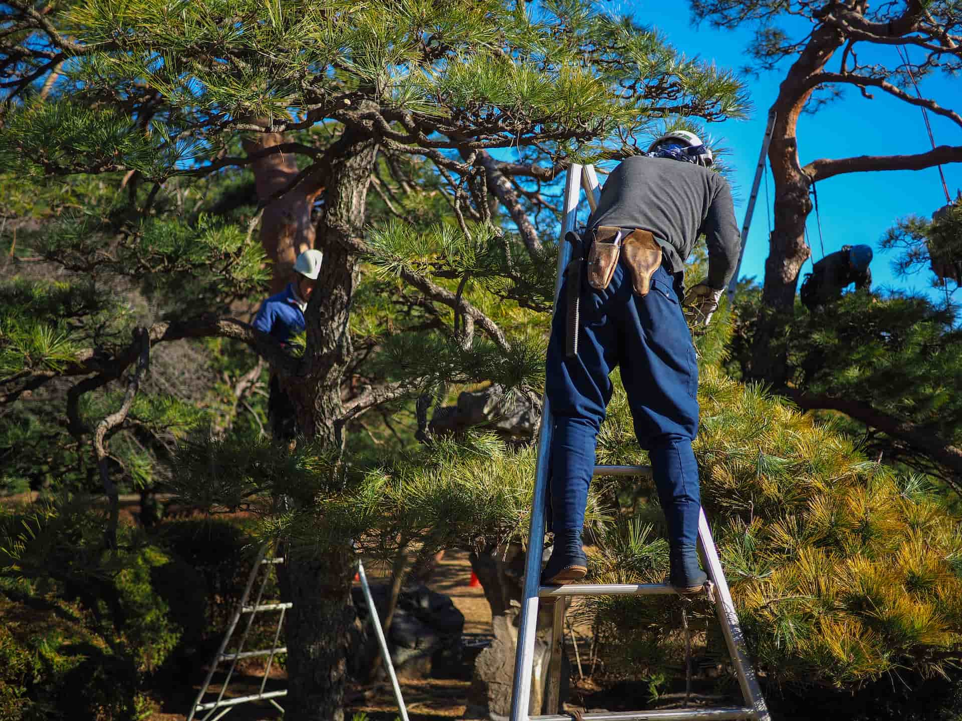 Tree pruning company Fakesville