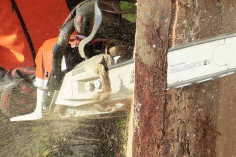 Local Tree Surgeons London