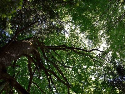 Tree trimming near me Fakesville