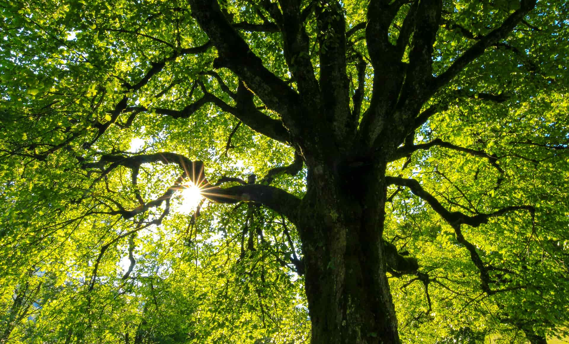 Tree surgeons near me Fakesville