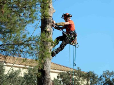 Fakesville tree surgeon